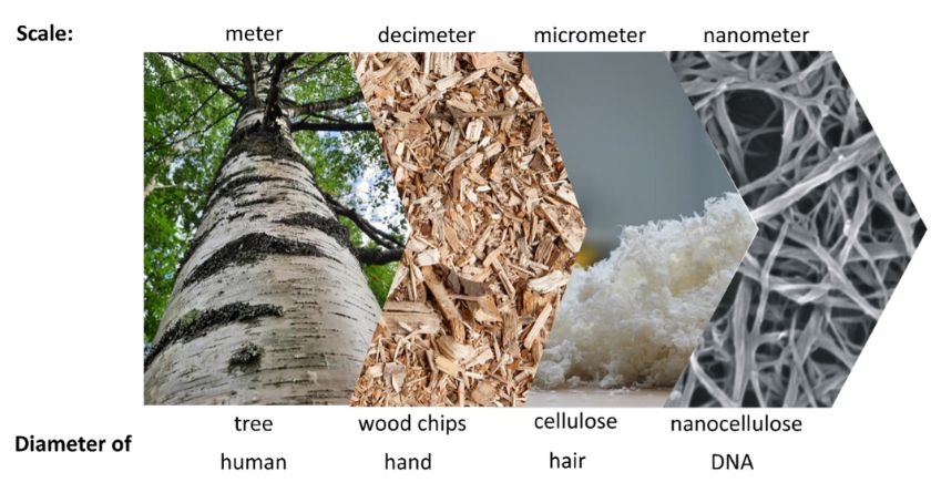 Figure 1: Nanocellulose has at least one dimension smaller than one micrometer.
